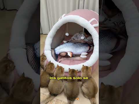 Cats Reject Giant Bed…Then Their Owner Goes Next Level! #animals #Friendship #Us