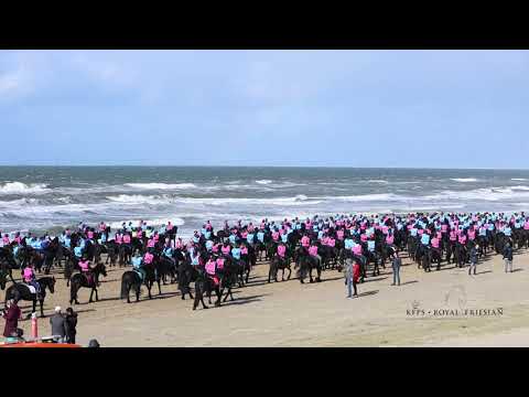 Mega strandrit met Friese paarden 2023