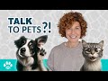 Can You Really Talk To Animals Find Out How