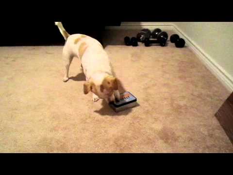 Bender vs. Treat in a Box