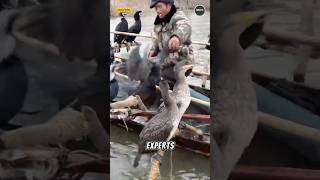 Download lagu Mereka Menggunakan Burung untuk Menangkap Ikan! Metode Memancing Kuno yang Masih Digunakan Hingga... mp3