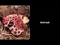 Adult Swim March 7 2021 Bumps