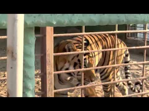 Tiger roaring at Dammam Zoo - Saudi Arabia zoo #tiger #growling