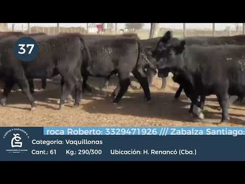 Lote Vq- H. Renanco Córdoba