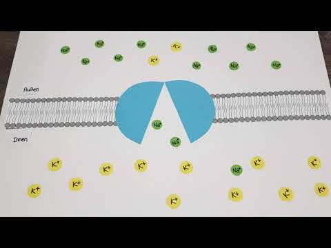 Stofftransport durch Biomembranen - primär aktiver Transport