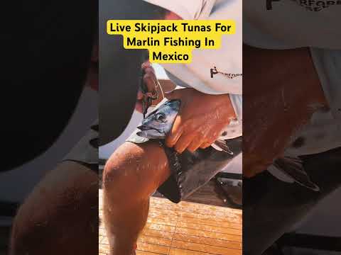 Using live bait for Marlin #fishing  in Mexico | Tuna #fish #fishingvideo