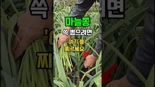 마늘쫑 쓱~뽑으려면 '여기'를 찌르세요 #마늘농사 #shorts