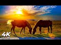 Horse Galloping Sound 10 Hours To Help You Relax