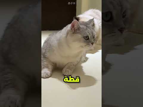 القطة صدقت انهم كورتين بجد #viral
