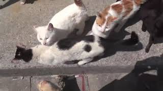 【海外動画】猫の島　in日本