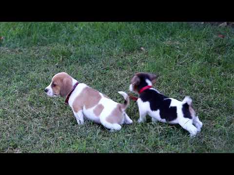 download lagu mp3 mp4 Jackabee Puppies For Sale, download lagu Jackabee Puppies For Sale gratis, unduh video klip Jackabee Puppies For Sale