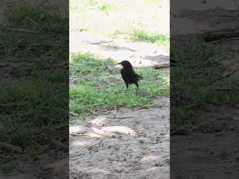 15 de Octubre 2025 -  Mina Clavero 🇦🇷  Pajarito.