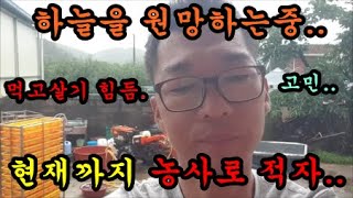 농사 비오면 힘든점과 적자와빚만 늘어가는 우리농장