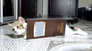 Funny Cats are followers Cat Maru.  How to wear a box