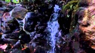 preview picture of video '[ZR-850]都立芝公園 もみじの滝[30-240fps] -Maple Waterfall in Shiba Park-'