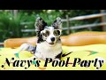 Navy The Corgi Has A Pool Party GoPro Dog Swimming Adventure