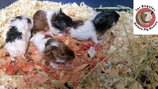 Born Just Now Guinea Pig Babies