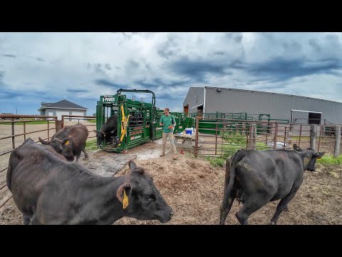 Professional Cattle Handling