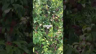 #blackamber plum #kullu #4 year plum tree (judkda butta)