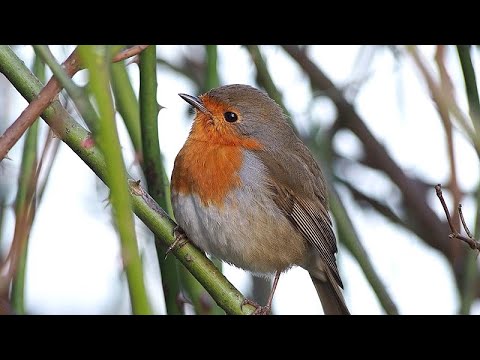 28.03.21 - Rotkehlchen singt leise vor sich hin