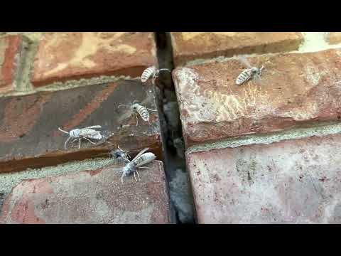 Gaps of Brick Wall Full of Yellow Jackets in Brick, NJ