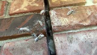 Watch video: Gaps of Brick Wall Full of Yellow Jackets in Brick, NJ