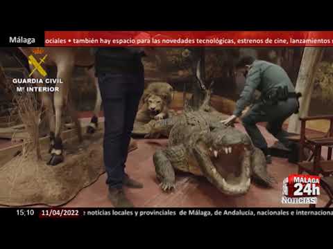 🔴News - The largest collection of stuffed animals has been discovered