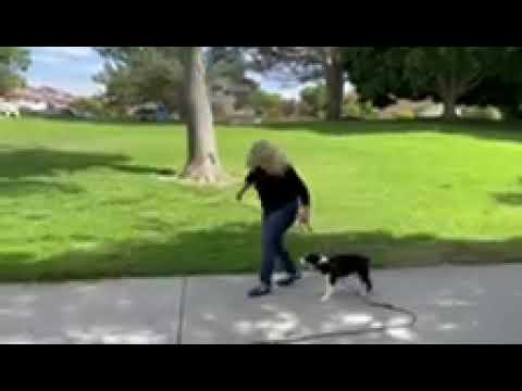 Bekindk9 dba Watch your Dog Learn video.