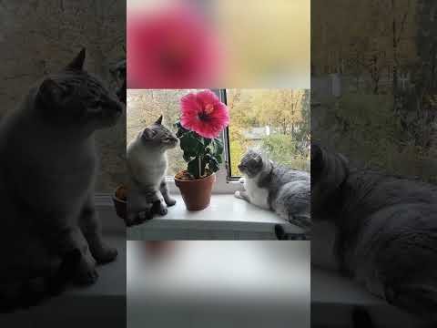 🐱My Big Cat Family - IGOR, Bodik & Hibiskus  #shortcat #short #shortvideo  #catsshortsvideo