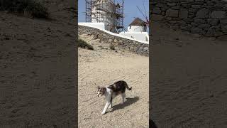 🇬🇷 Travelogue- Cat Walk, meow! #greece #mykonos #cat #walk #ねこ動画 #ねこ #貓
