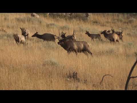 Beaver Trap Outfitters Bugling Bulls in the Bighorns
