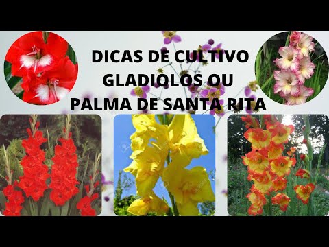, title : 'DICAS DE CULTIVO DE GLADIOLO OU PALMA DE SANTA RITA'