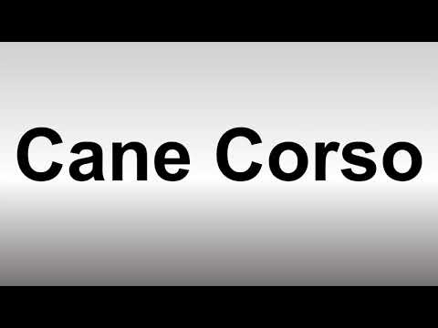 How to Pronounce Cane Corso