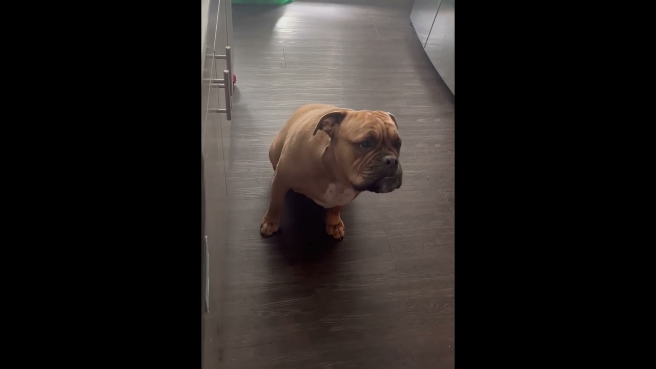 Enlarge Leonard, a Adoptable Bulldog in Tacoma, WA video 6/6