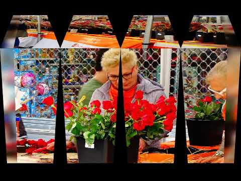 BONSAI Sant Jordi 2019(2)