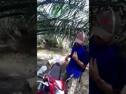 Sarana untuk meningkatkan potensi pada pria tidak adiktif Lemak kontol kecil