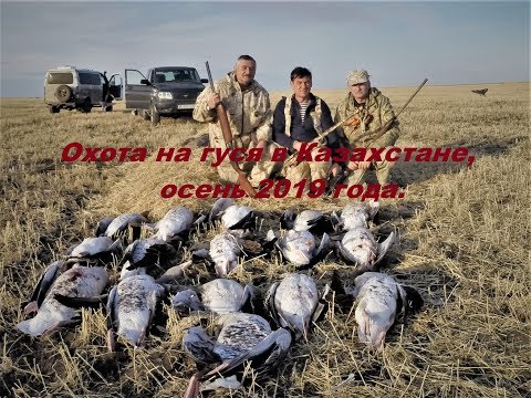 Охота на гуся в Казахстане, осень 2019 года.