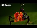 1 Hour Of Incredible Animals Narrated By David Attenborough BBC Earth