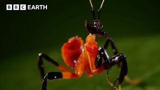 1 Hour of Incredible Animals Narrated by David Attenborough | BBC Earth
