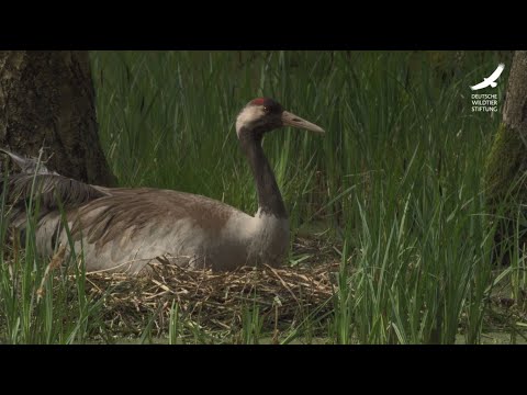 Jans Tierleben: Folge 17 – Kraniche