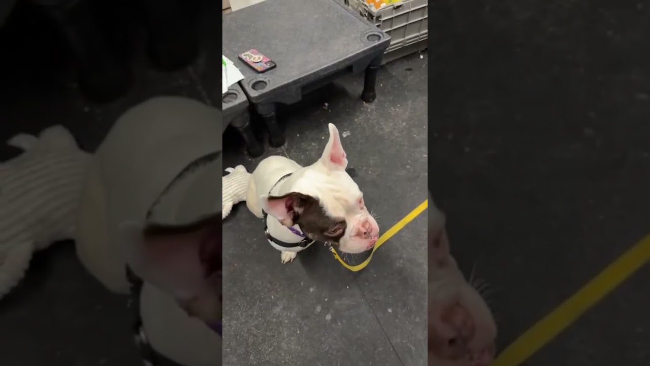 Enlarge Thumbelina-Such a funny character!, a ADOPTABLE mixed breed in Oshkosh, WI video 6/6