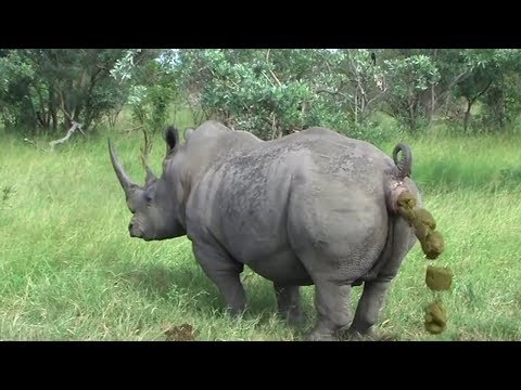 rinocer la oameni cura de detoxifiere organism