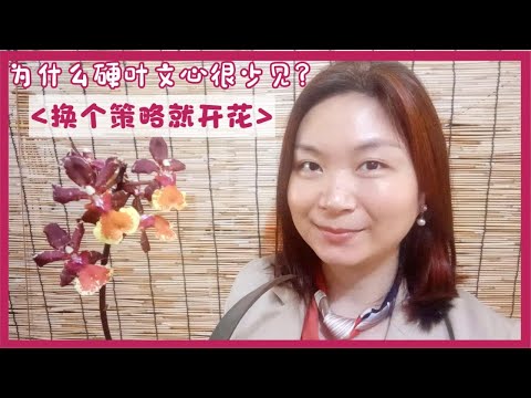 品種介紹文心蘭品種