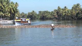 preview picture of video 'Duck farming - Alappuzha (Allepey), Kerala, India'