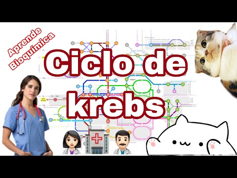 Ciclo de Krebs: LO MÁS IMPORTANTE