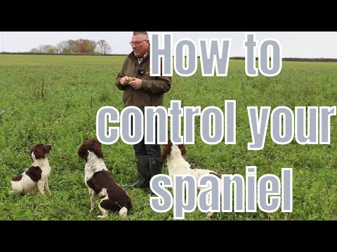 Do You Struggle To Keep Your Spaniel Under Control? Watch This.