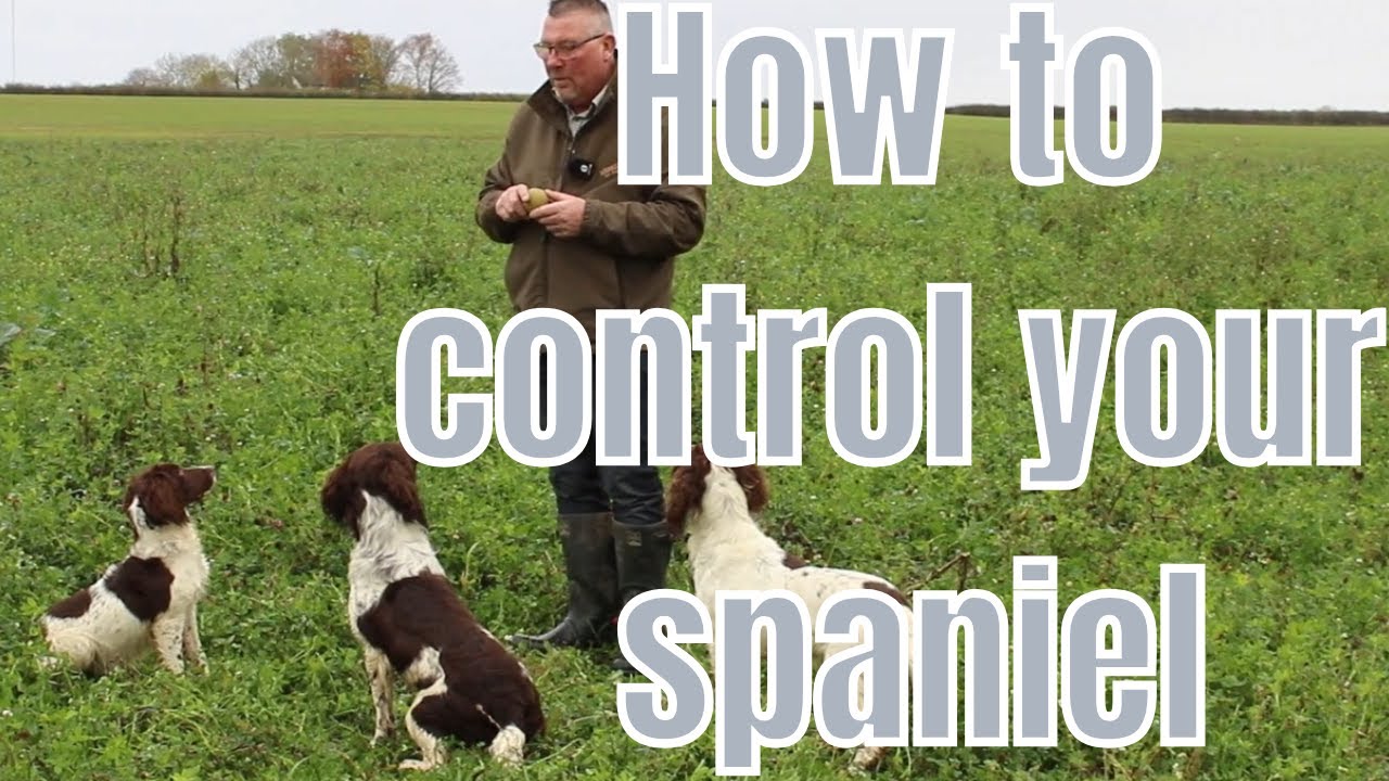 Do You Struggle To Keep Your Spaniel Under Control? Watch This.