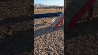 Curious Canines &amp; Playful Pups at Turkey Brook Park! | Dog Park Fun