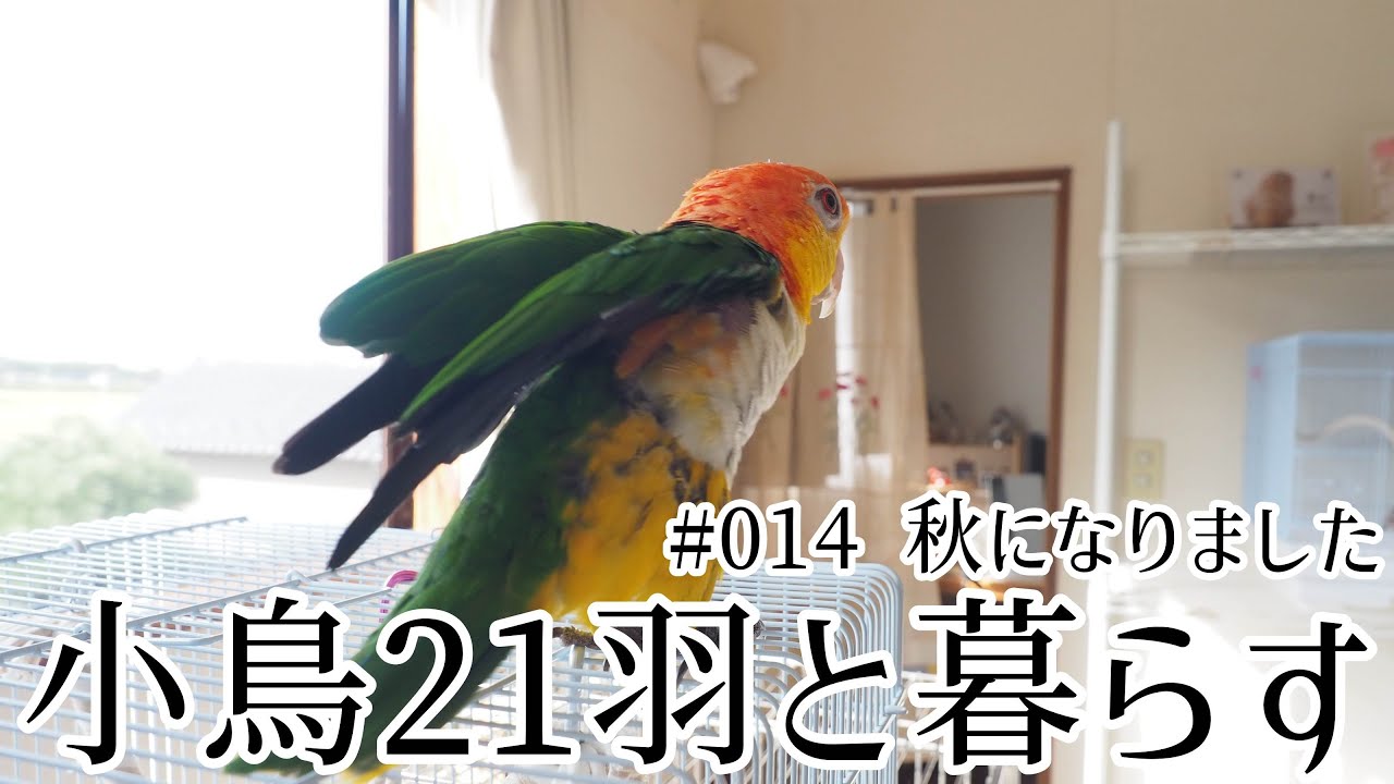 小鳥21羽と田舎暮らし　#014  秋になりました