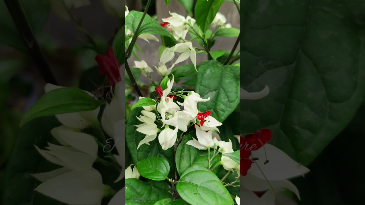 Bleeding heart #beautiful flowers #youtubeshorts #shorts #ytshorts #trendingshorts #new #nature